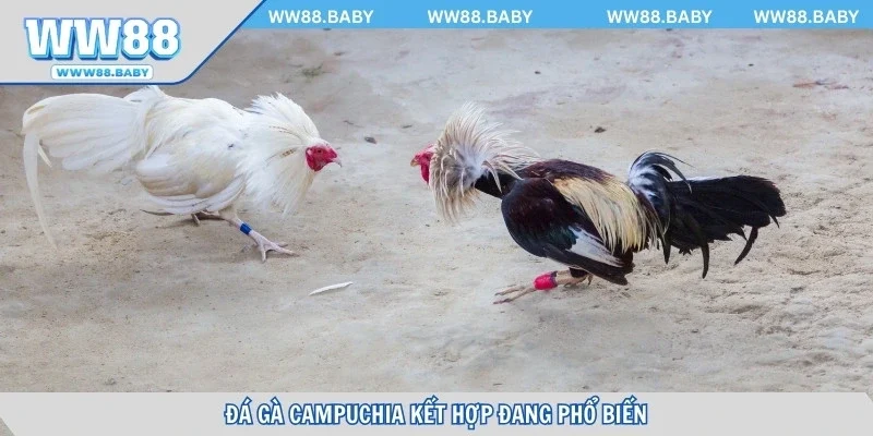 Kèo cược kết hợp đang phổ biến và được yêu thích