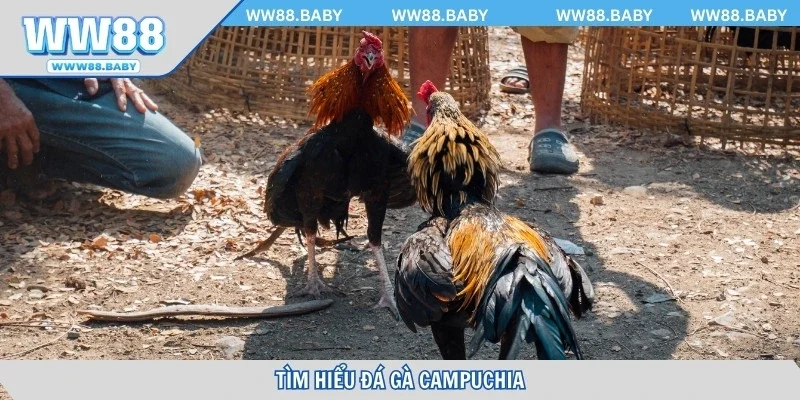 Tìm hiểu đá gà Campuchia trực tuyến hấp dẫn