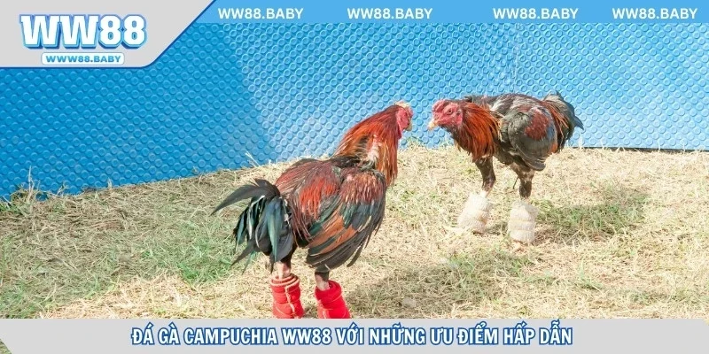 Đá gà Campuchia WW88 với những ưu điểm hấp dẫn