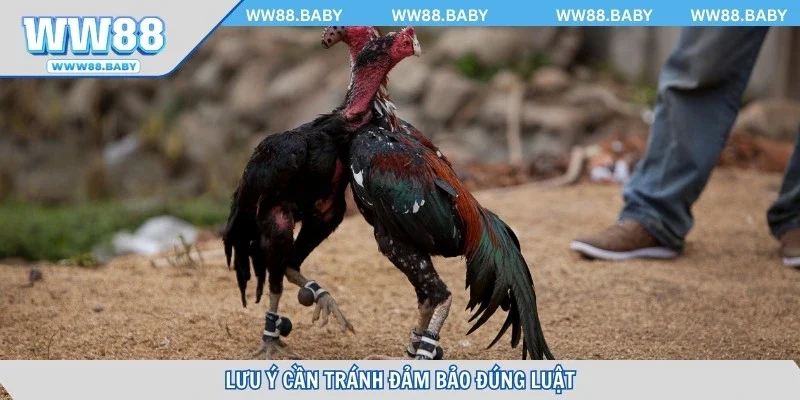 Lưu ý cần tránh đảm bảo đúng luật
